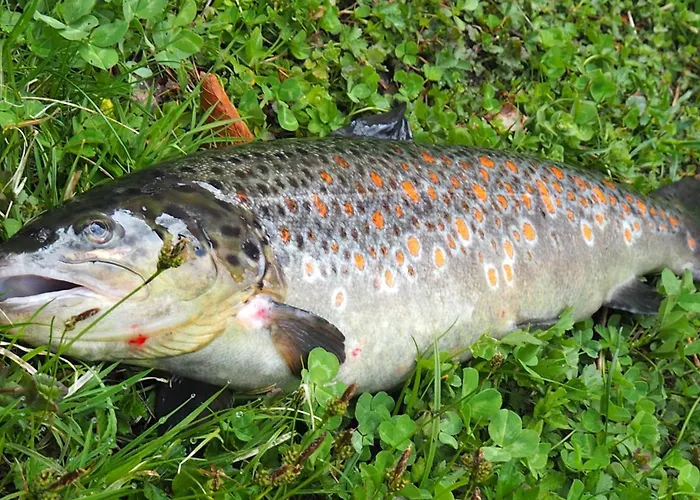 Gasthof-pension Luger Otel