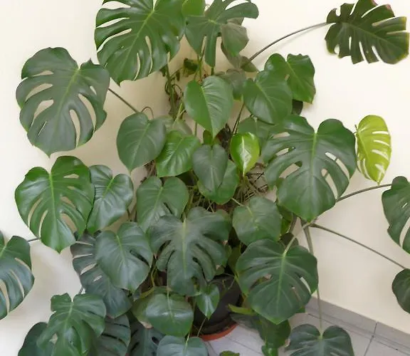 Gasthof-pension Luger Hotel 4*