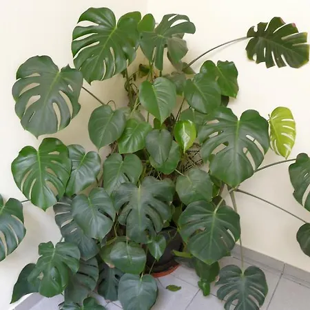 Gasthof-pension Luger Hotel 4*